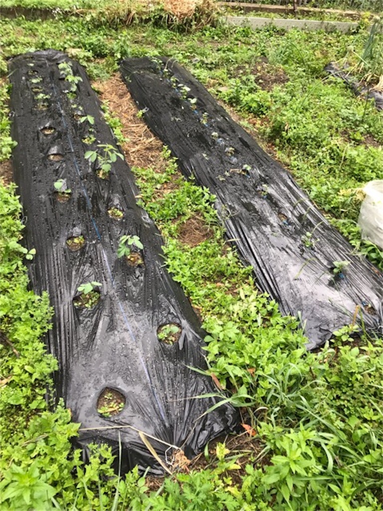 f:id:sanbikitoossan:20190602080209j:image