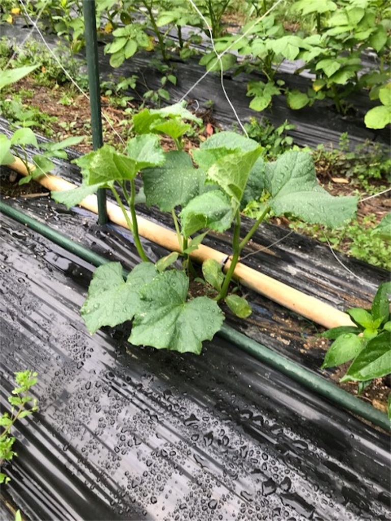 f:id:sanbikitoossan:20190602080212j:image