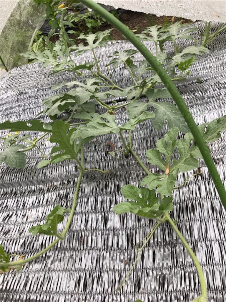 f:id:sanbikitoossan:20190602080215j:image