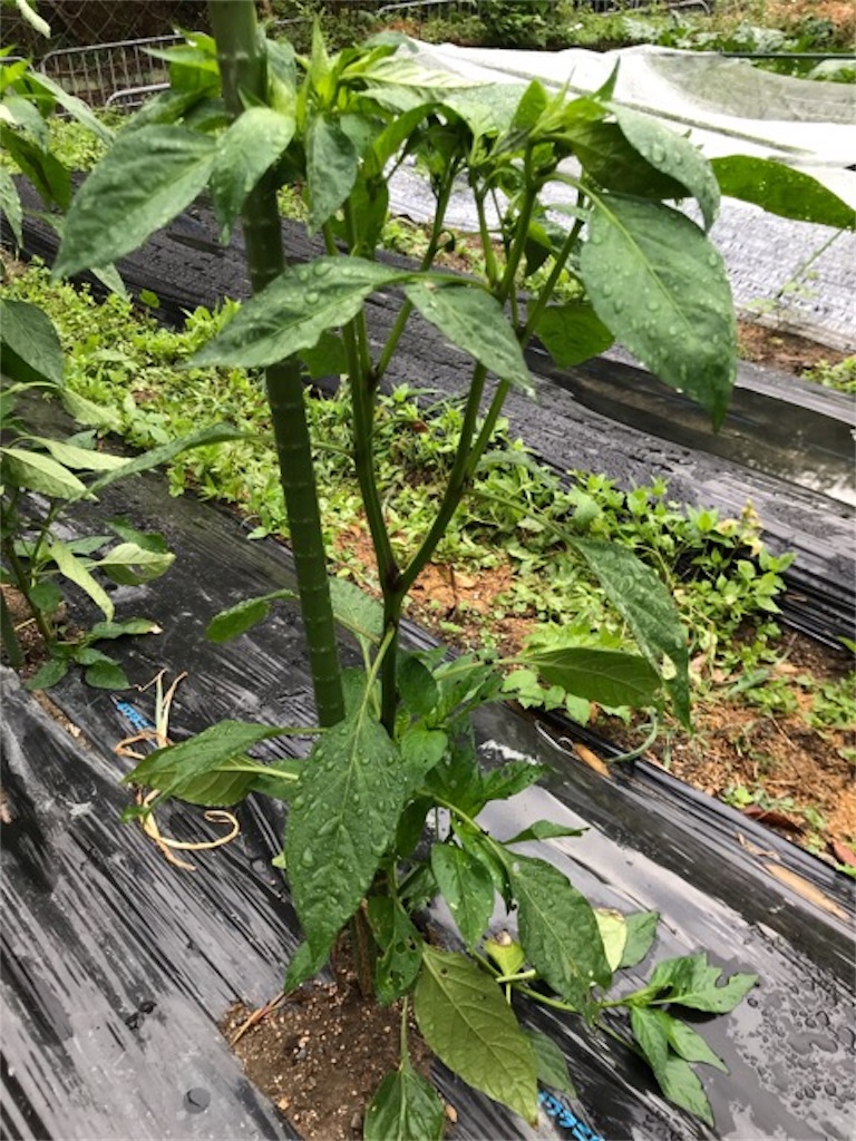 f:id:sanbikitoossan:20190602080217j:image