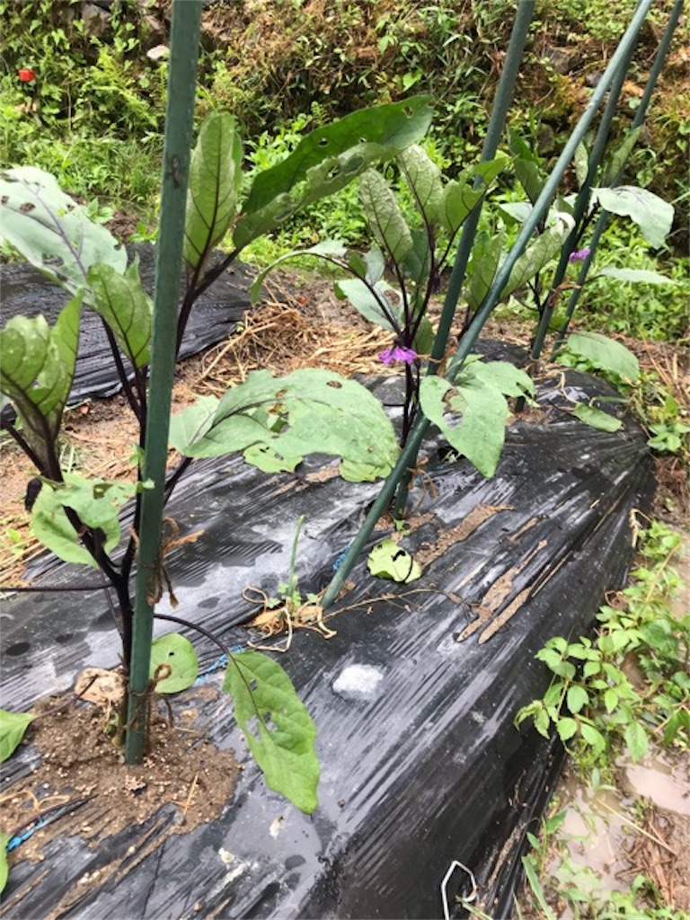 f:id:sanbikitoossan:20190602080226j:image