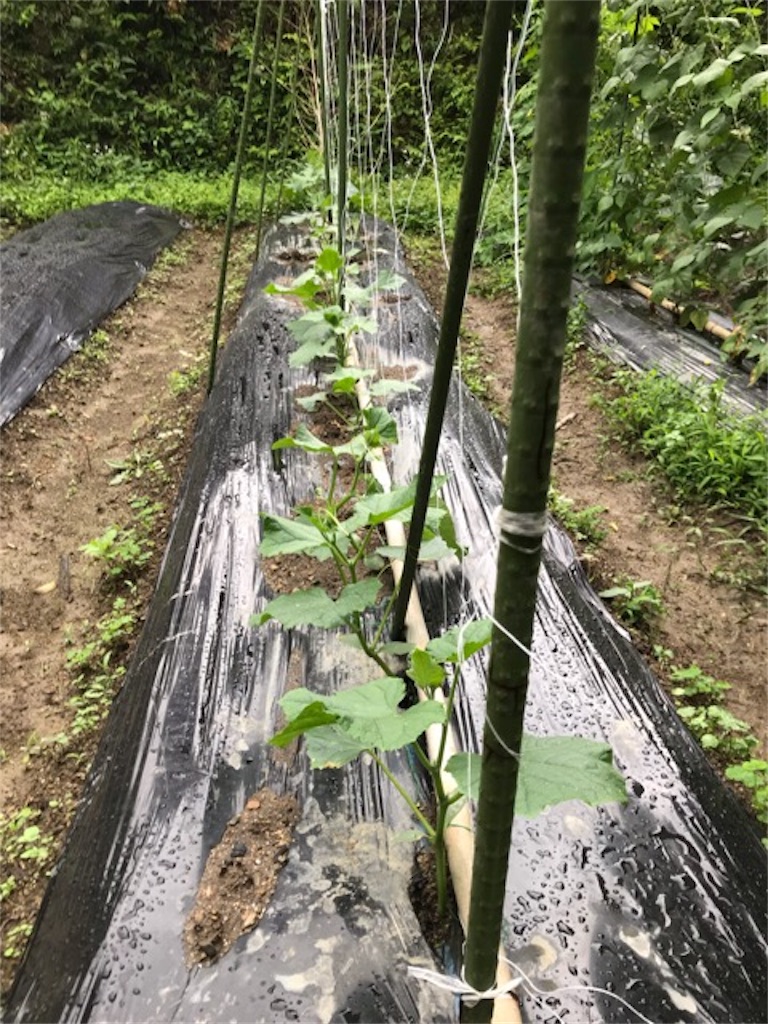 f:id:sanbikitoossan:20190630202248j:image