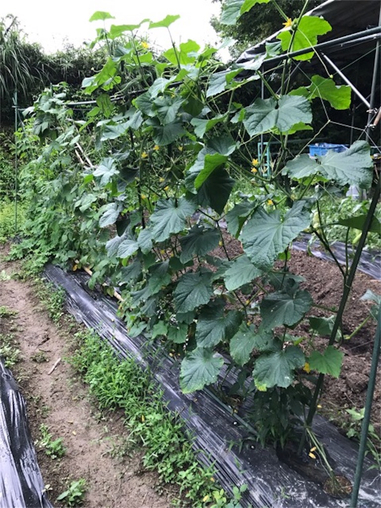 f:id:sanbikitoossan:20190630202317j:image