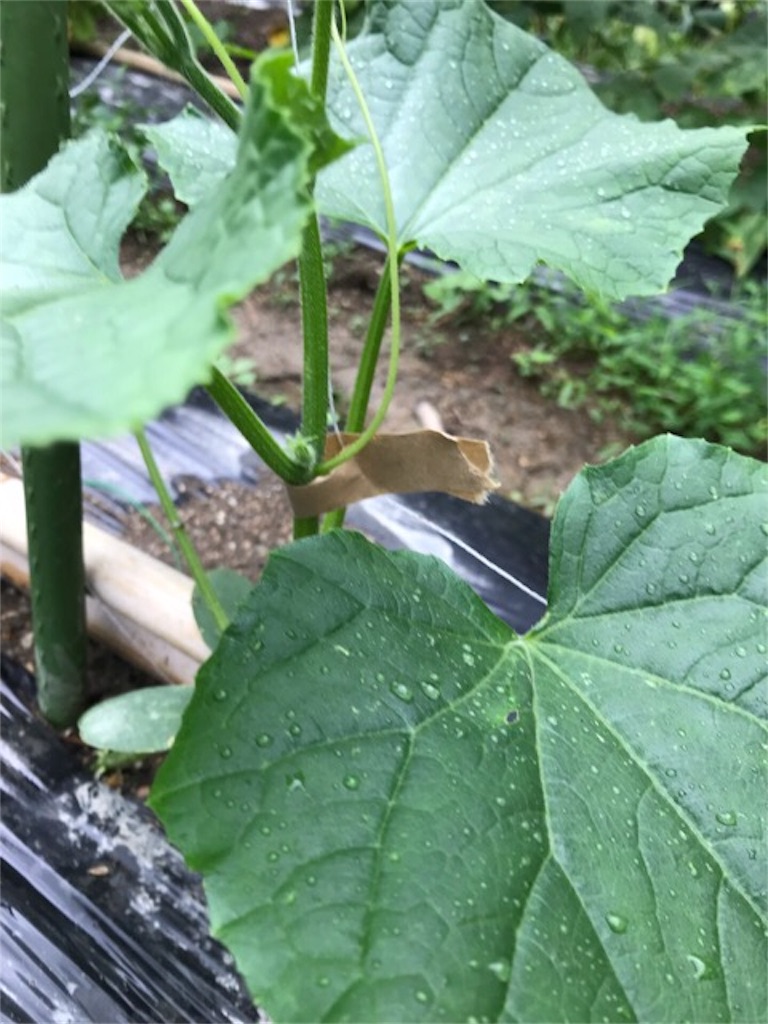 f:id:sanbikitoossan:20190630202410j:image