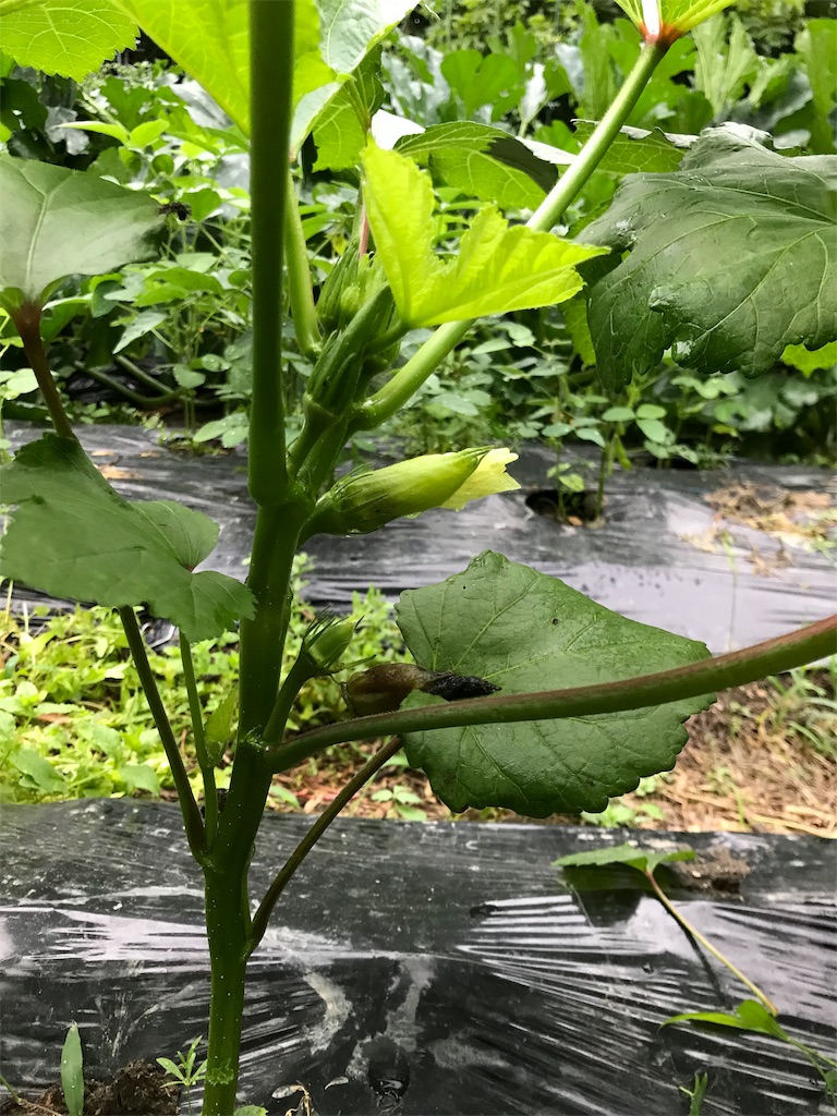 f:id:sanbikitoossan:20190630202501j:image