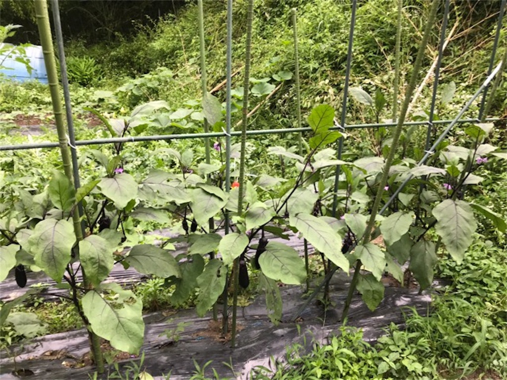 f:id:sanbikitoossan:20190630202530j:image