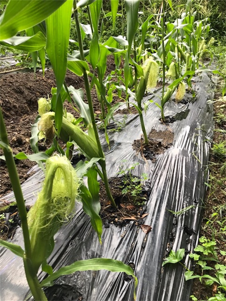 f:id:sanbikitoossan:20190630202602j:image