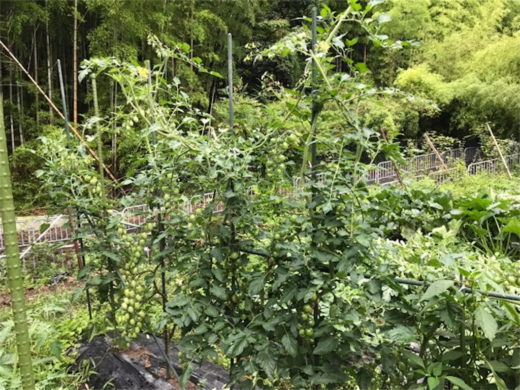 f:id:sanbikitoossan:20190630202641j:image