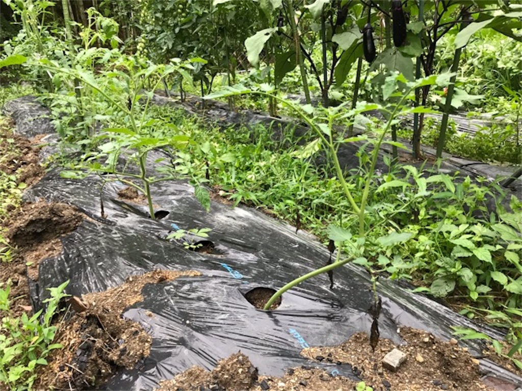 f:id:sanbikitoossan:20190630202712j:image