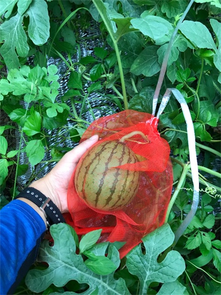 f:id:sanbikitoossan:20190630202740j:image