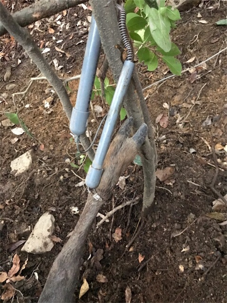 f:id:sanbikitoossan:20191228164642j:image