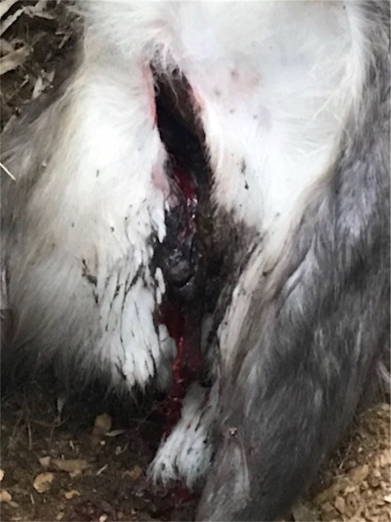 f:id:sanbikitoossan:20200211145140j:image