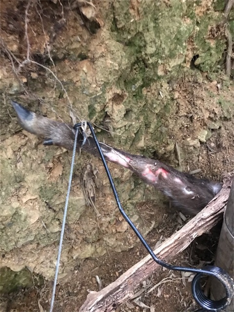 f:id:sanbikitoossan:20200211145633j:image