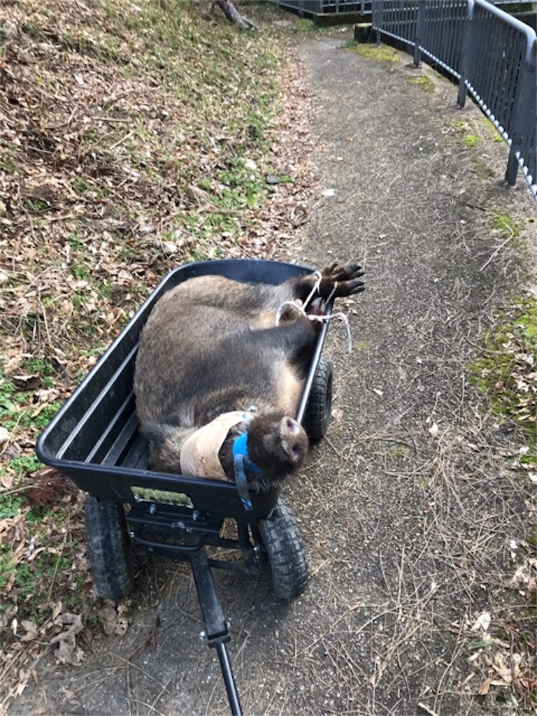 f:id:sanbikitoossan:20200310173406j:image