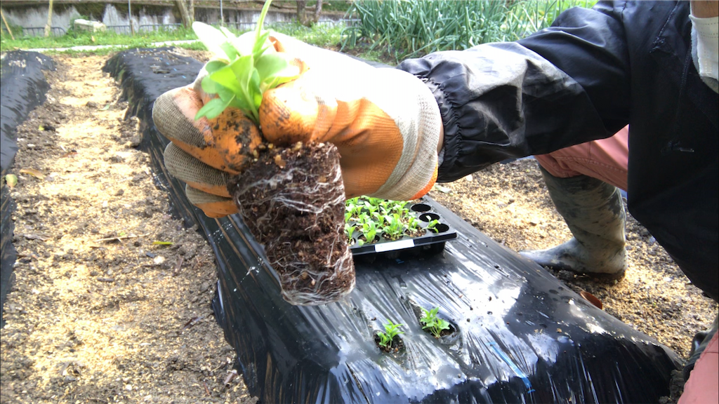 f:id:sanbikitoossan:20200403201108p:image