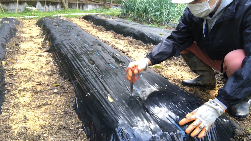 f:id:sanbikitoossan:20200403201117p:image