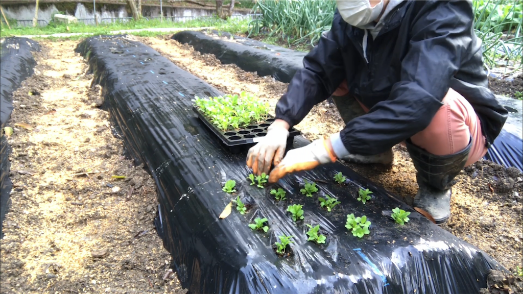 f:id:sanbikitoossan:20200403201324p:image