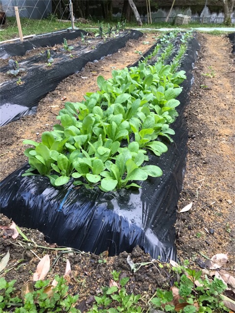 f:id:sanbikitoossan:20200427154457j:image