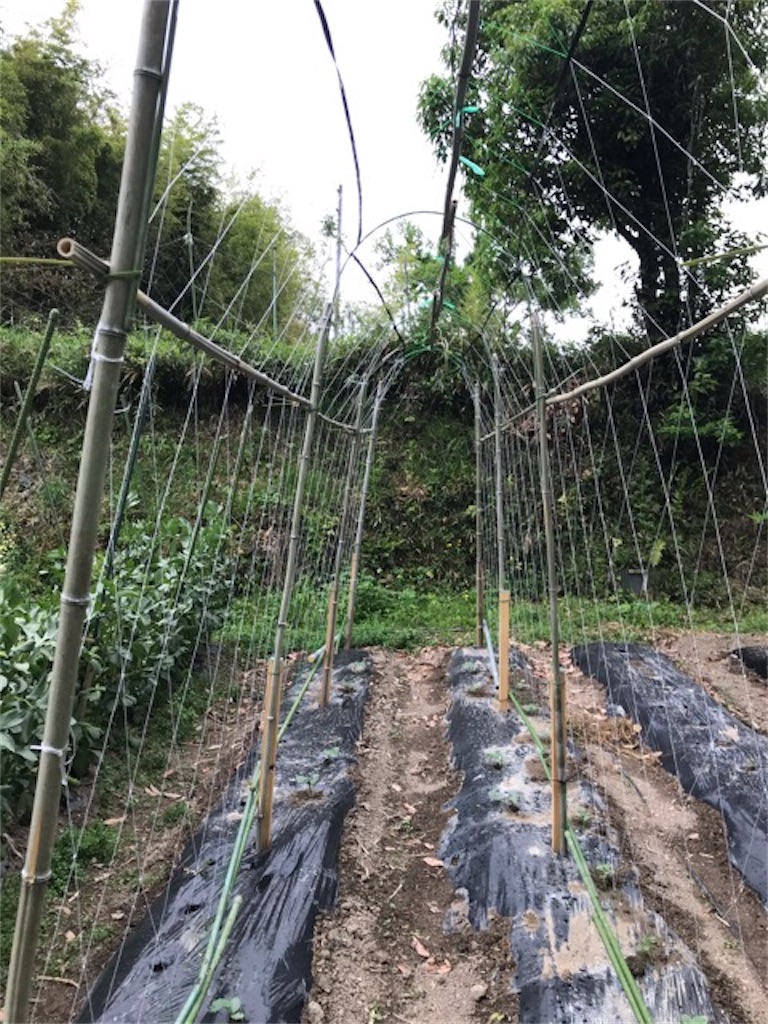 f:id:sanbikitoossan:20200510154529j:image