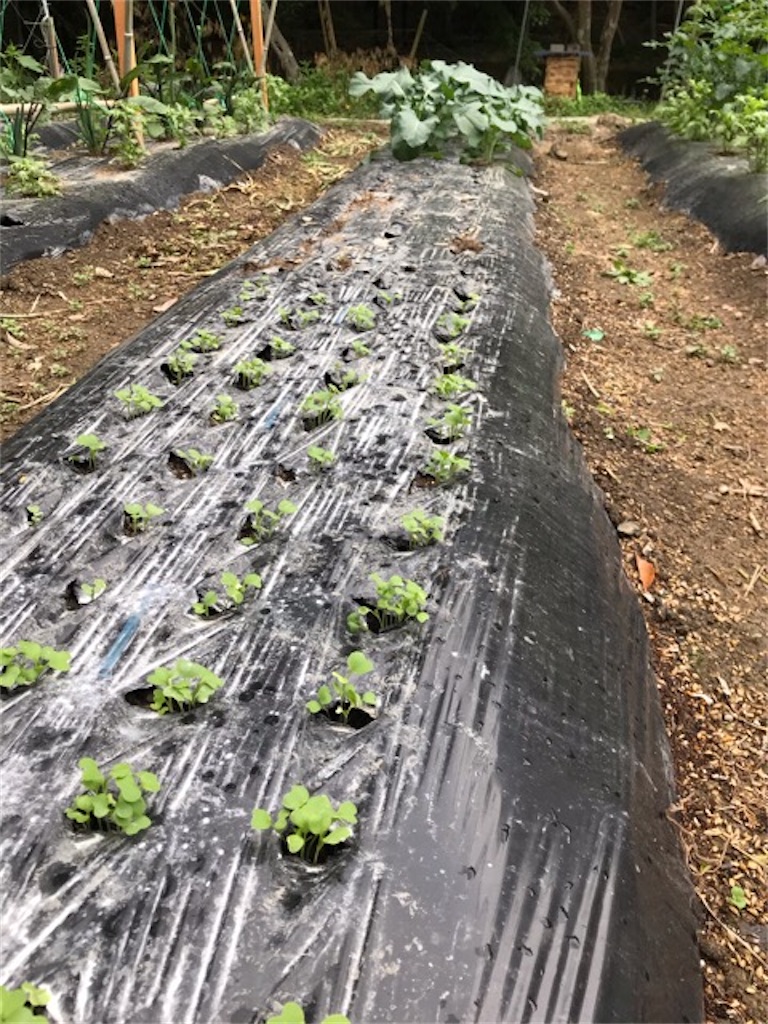 f:id:sanbikitoossan:20200510154536j:image