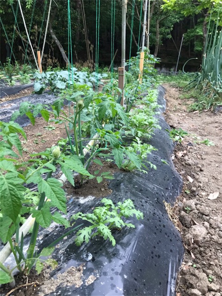 f:id:sanbikitoossan:20200510154539j:image