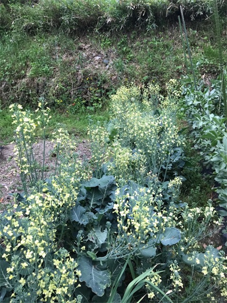 f:id:sanbikitoossan:20200510154542j:image