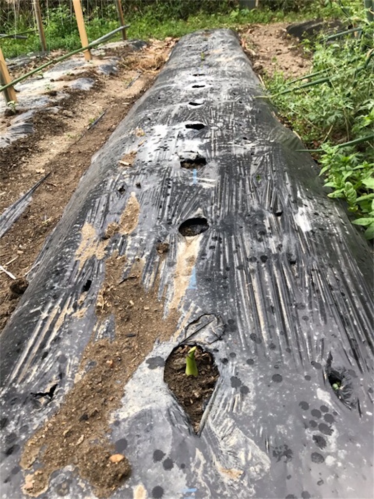 f:id:sanbikitoossan:20200510154550j:image