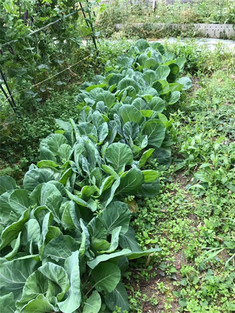 f:id:sanbikitoossan:20200510154553j:image