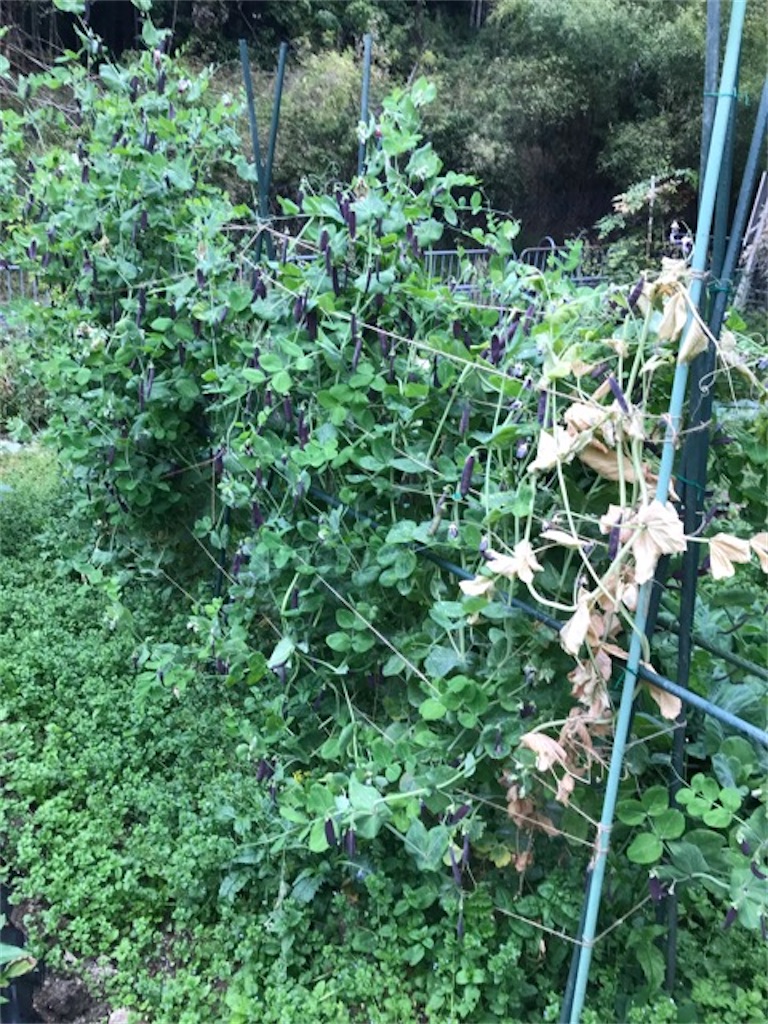 f:id:sanbikitoossan:20200510154556j:image