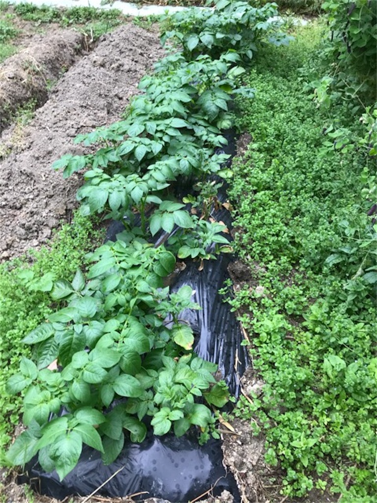 f:id:sanbikitoossan:20200510154604j:image