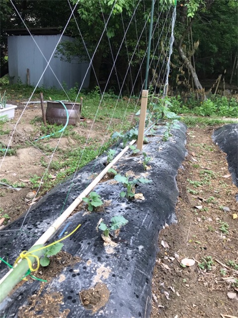 f:id:sanbikitoossan:20200510154610j:image