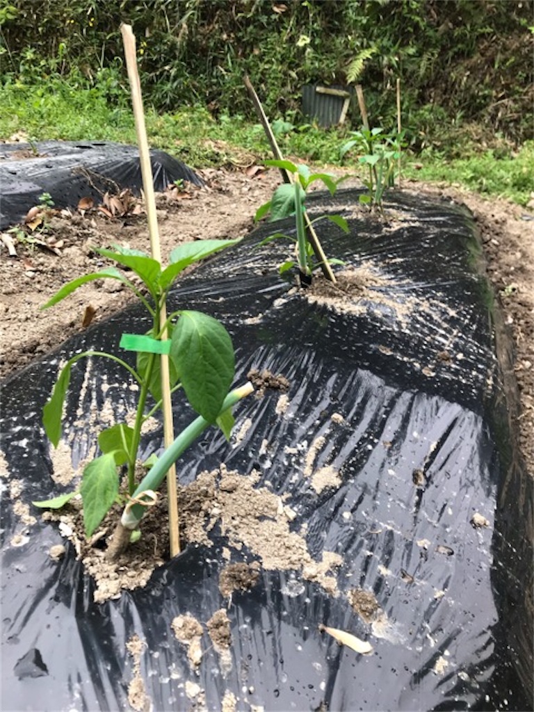 f:id:sanbikitoossan:20200510190547j:image