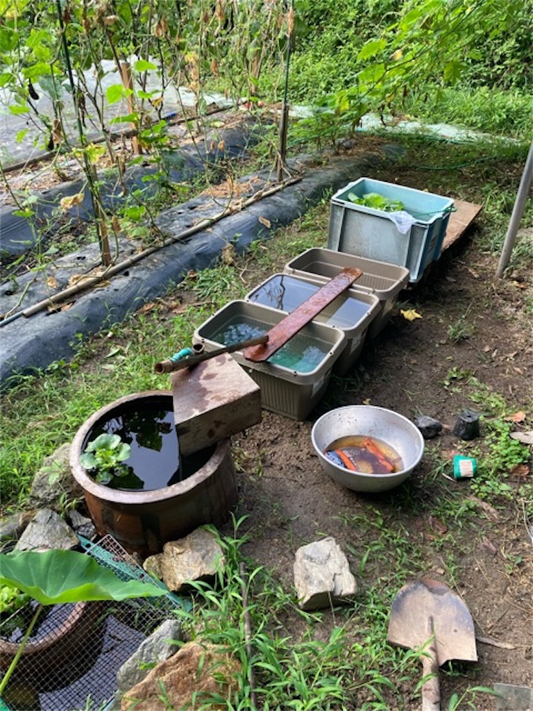 f:id:sanbikitoossan:20200815162842j:image