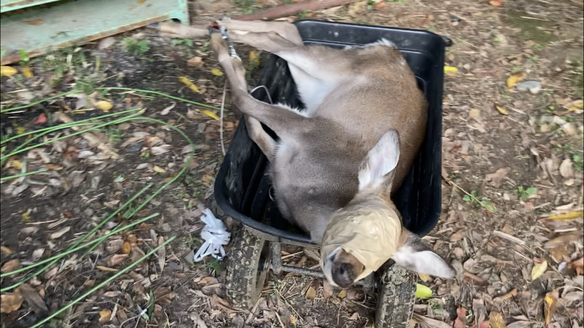 f:id:sanbikitoossan:20201123193233p:plain