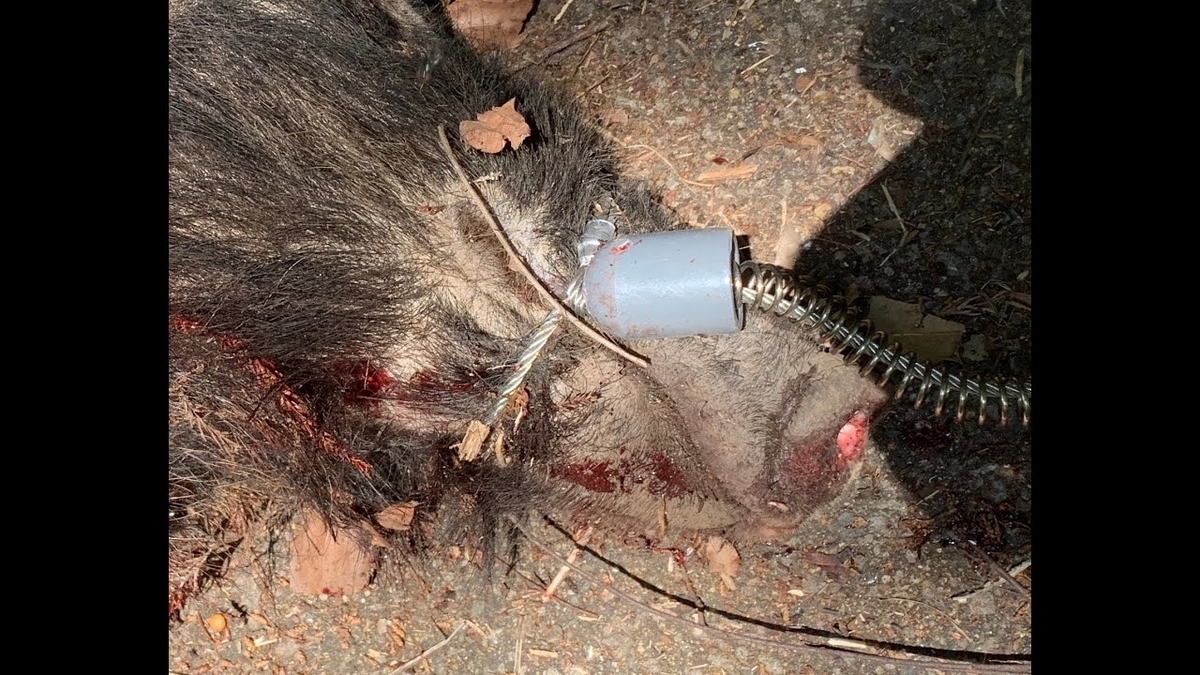 狩猟】イノシシ用の鼻くくりが欲しい時、どうする？ 自作鼻くくりも3