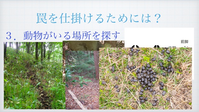 f:id:sanbikitoossan:20210131144117j:plain