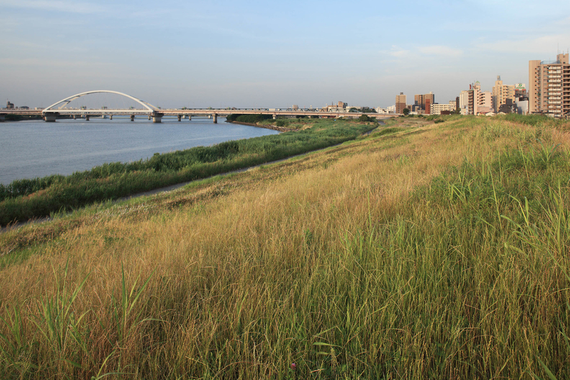 淀川の土手に咲く花 還暦のカメラ小僧・三好学生のフォトライフin大阪