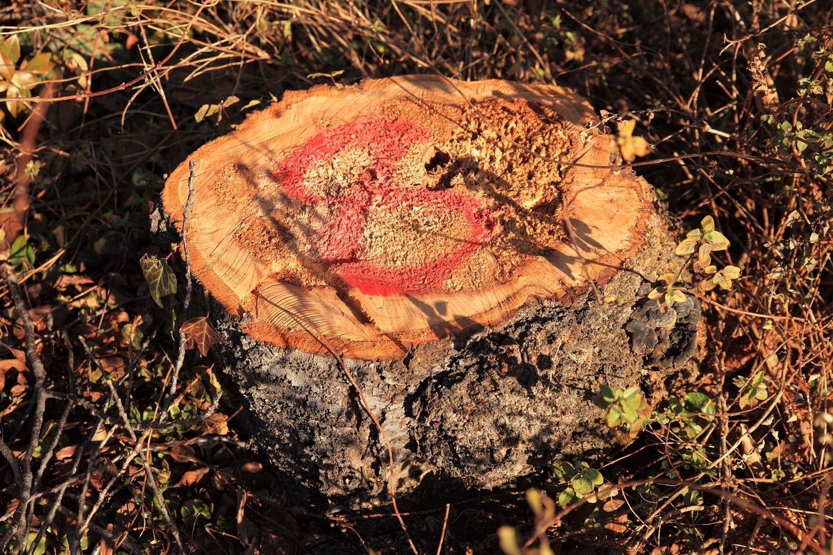 f:id:sanchan60:20200211213845j:plain