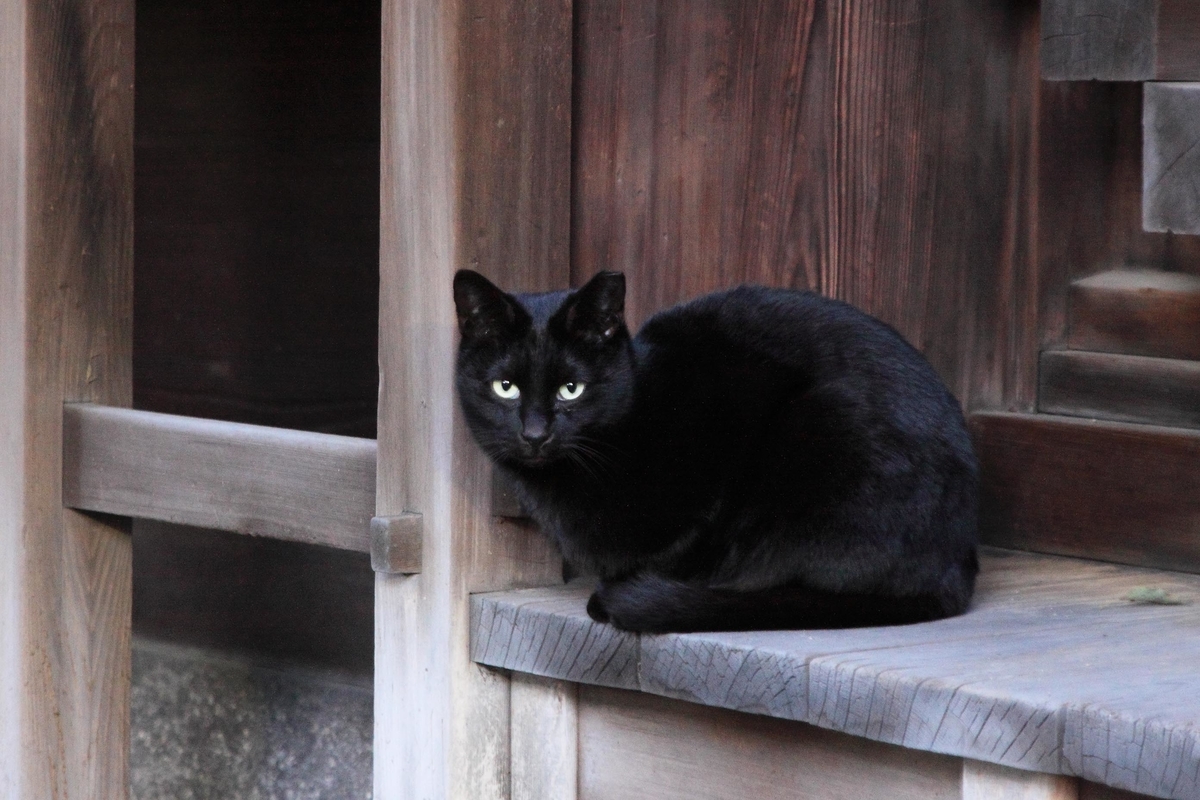 f:id:sanchan60:20200226211538j:plain