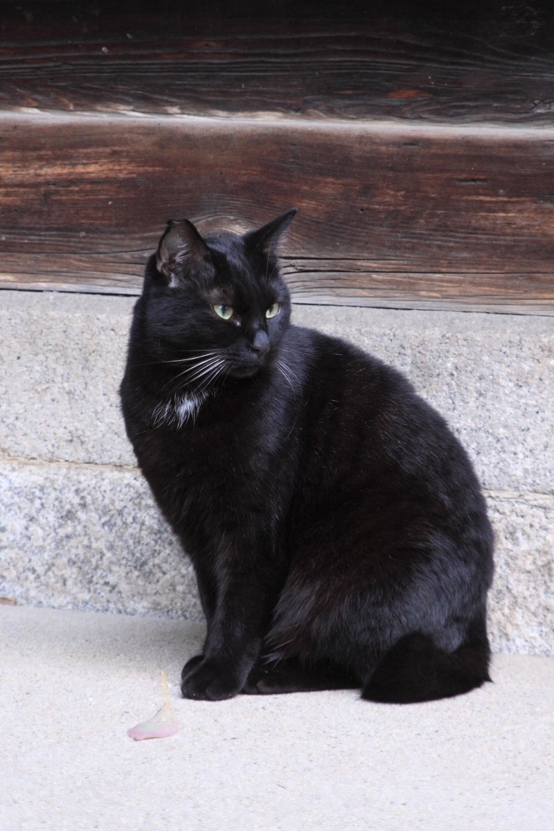 f:id:sanchan60:20200226211700j:plain