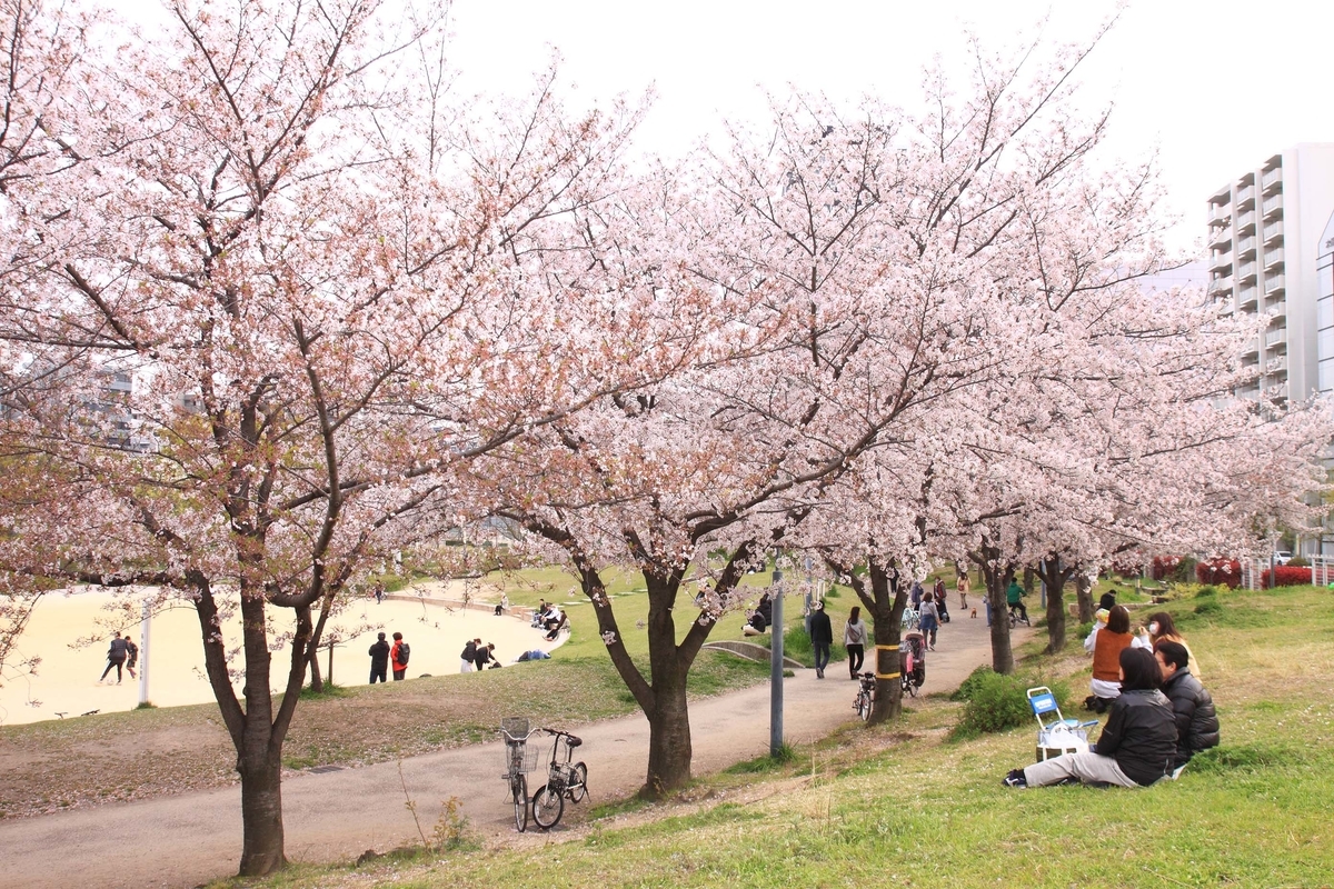 まだ見頃だった扇町公園の桜 還暦のカメラ小僧 三好学生のフォトライフin大阪