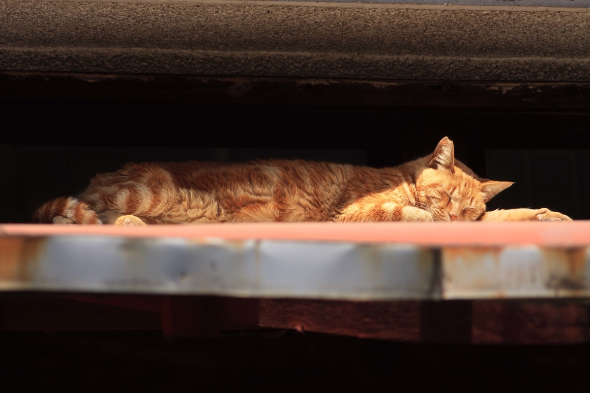 猫がこんなに無防備でいいのか 還暦のカメラ小僧 三好学生のフォトライフin大阪