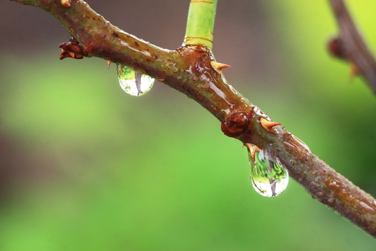 f:id:sanchan60:20200531095446j:plain