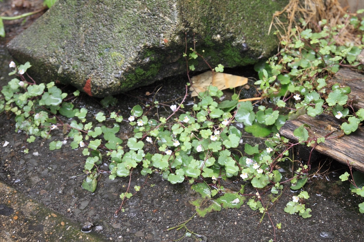 f:id:sanchan60:20200614133636j:plain