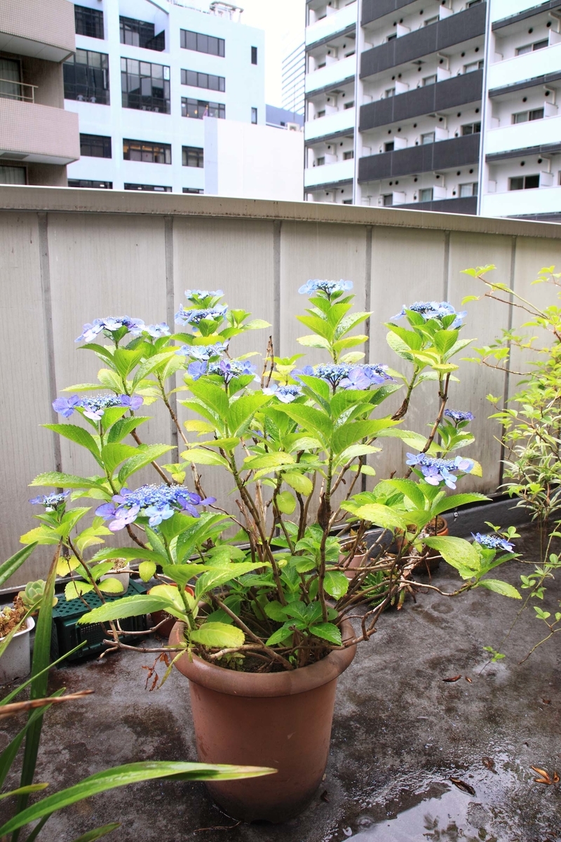 f:id:sanchan60:20200619071721j:plain