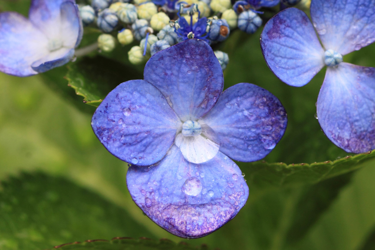 f:id:sanchan60:20200619071758j:plain