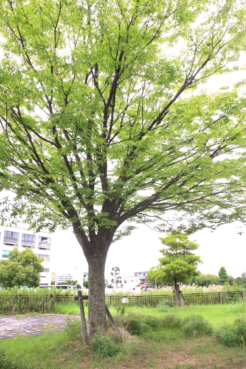 f:id:sanchan60:20200724191829j:plain f:id:sanchan60:20200724191829j:plain