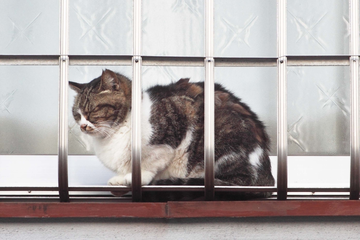 高みでくつろぐ猫 還暦のカメラ小僧 三好学生のフォトライフin大阪