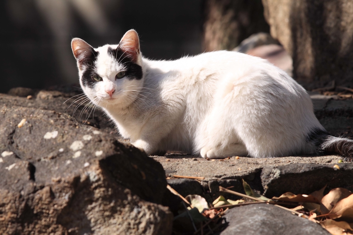 f:id:sanchan60:20210214204617j:plain