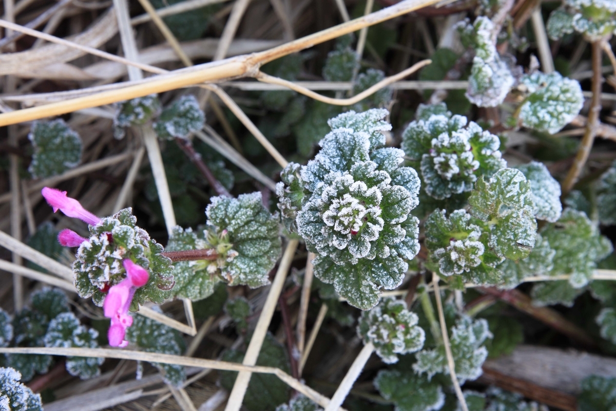 f:id:sanchan60:20210225213442j:plain